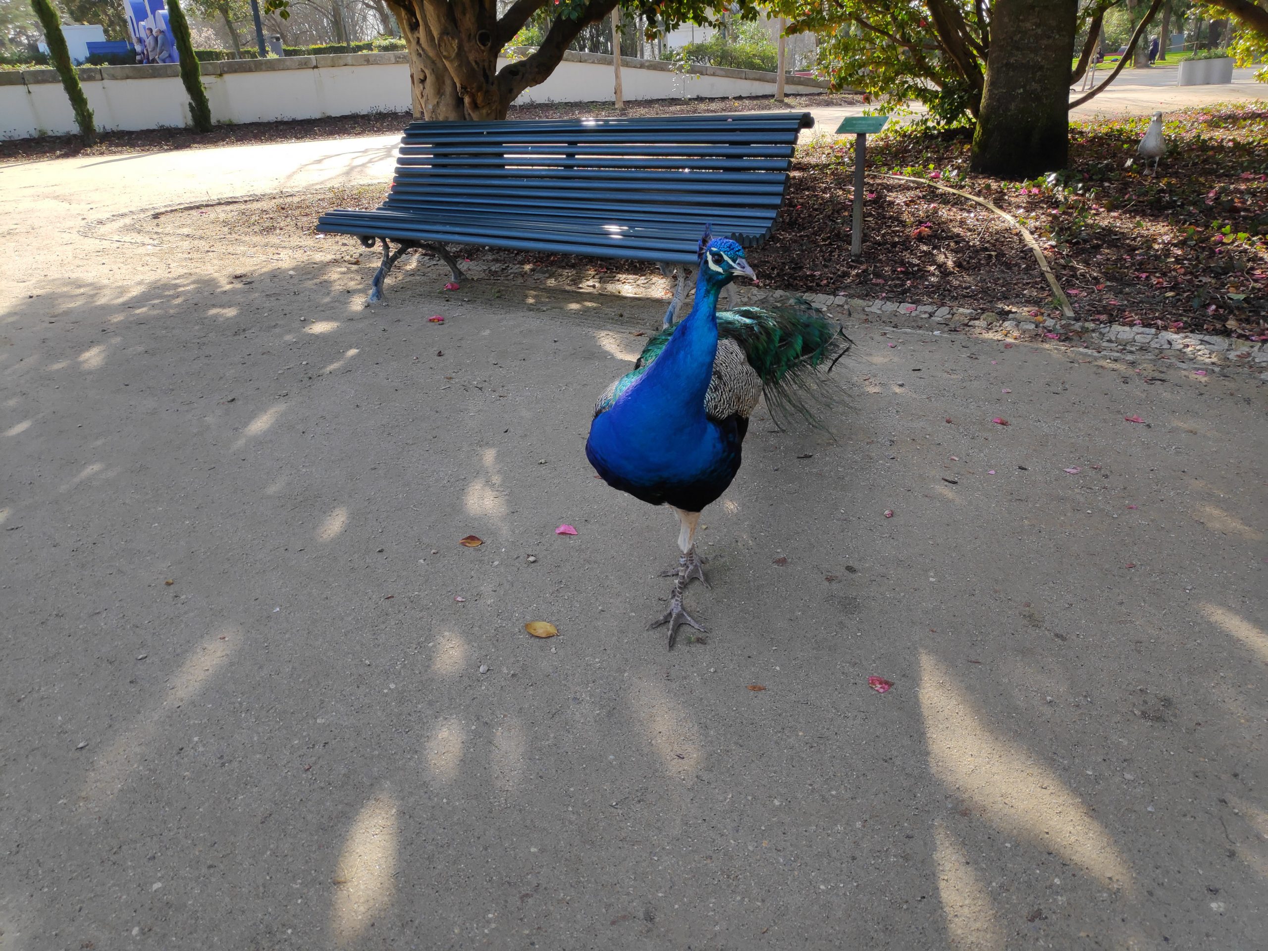 Peacocks in the park