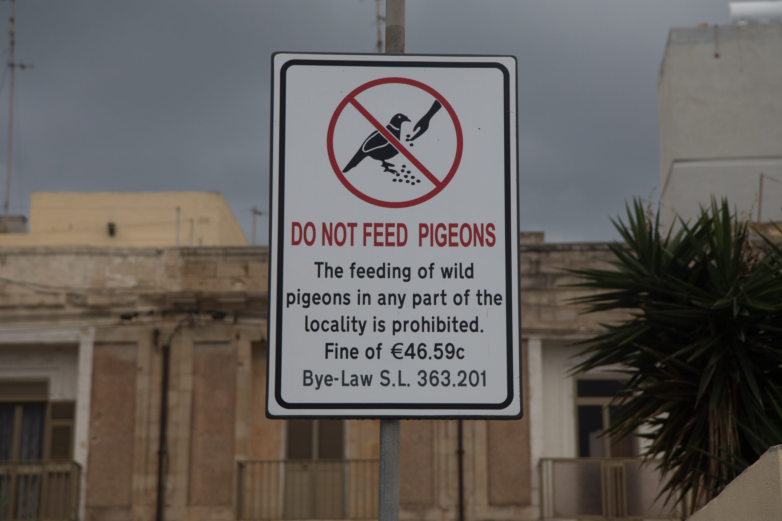 Don't feed the pigeons.